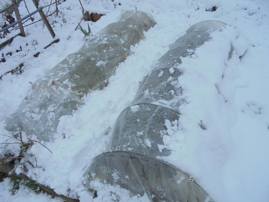 Winter 2023 cleaning off low tunnels buried under snow