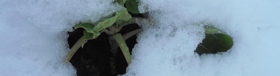 Winter 2023 spring brassica buried under snow