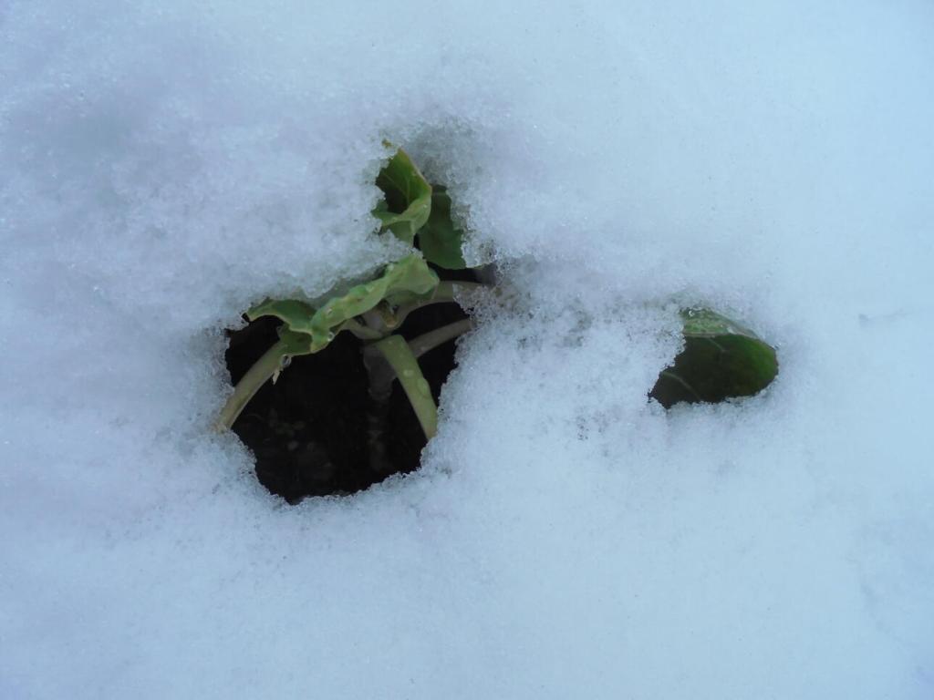 Winter 2023 spring brassica buried under snow