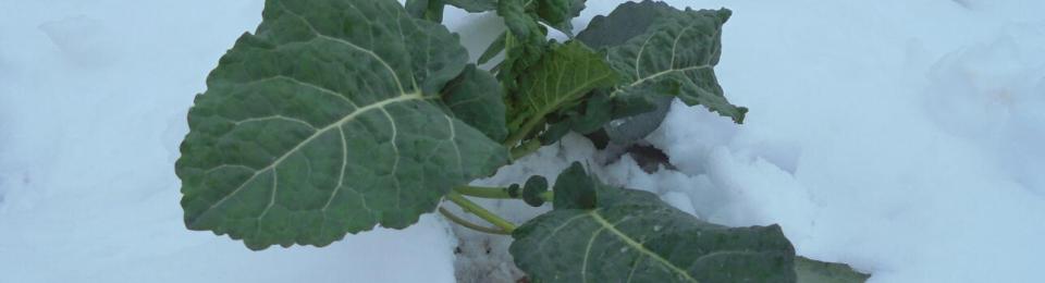 Winter 2023 Tuscan kale in snow
