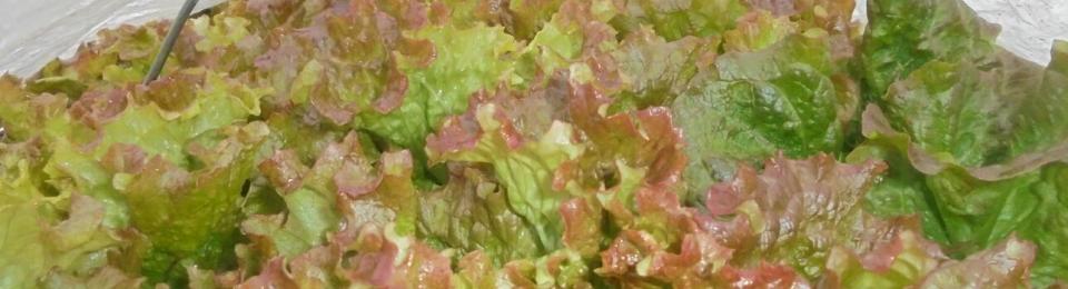 Lettuce under low tunnel