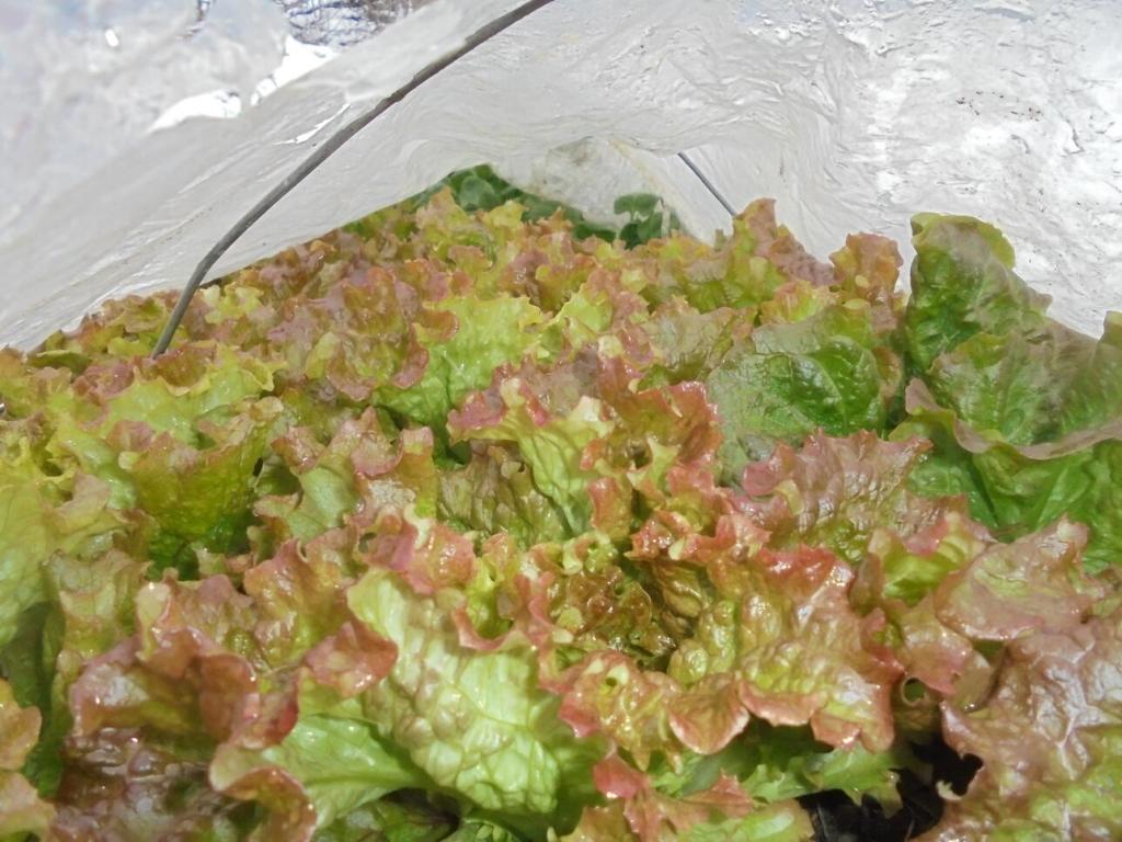 Lettuce under low tunnel