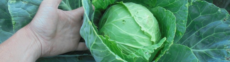 Cabbage in a Vineyard