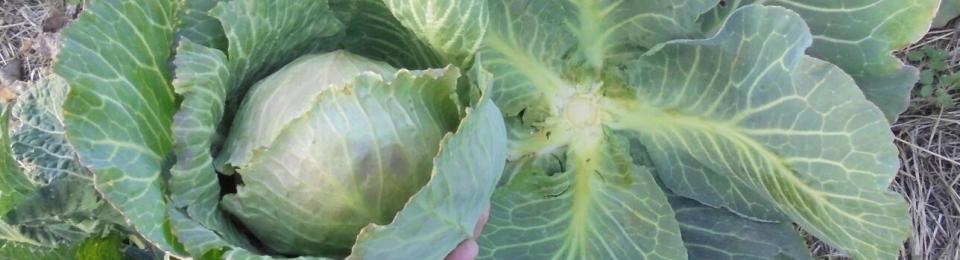 Harvesting Winter Cabbage