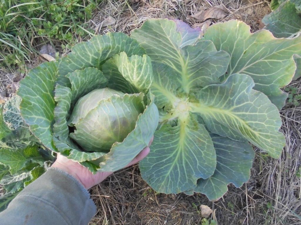 Harvesting Winter Cabbage