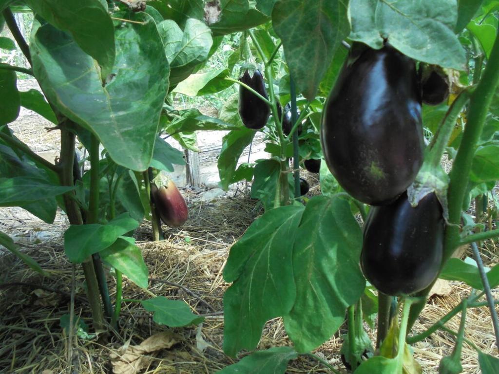 Eggplant Forest
