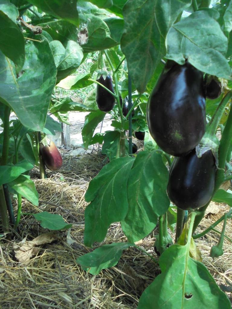 Eggplant Forest
