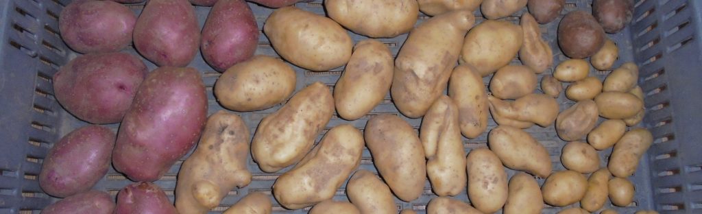 Autumn Potato Harvest&nbsp;2025