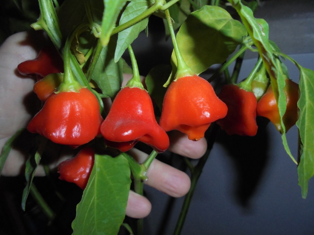 Christmas Bells – The Real Bell&nbsp;Pepper