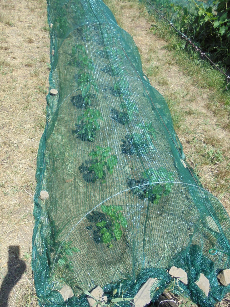 Growing Peppers Under Shade&nbsp;Cloth